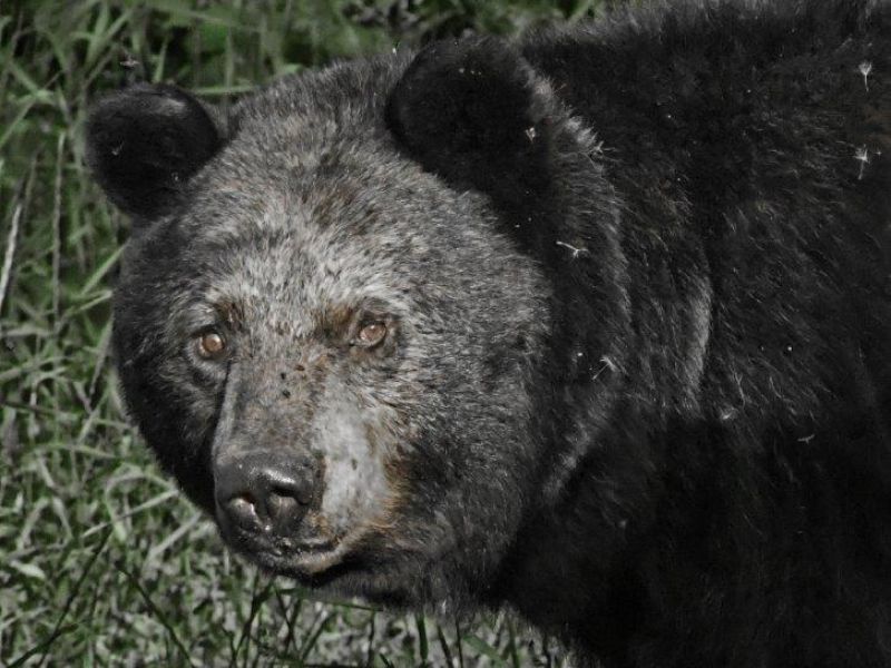 Shadow at 35, Jewel at 13 - UPDATE June 25, 2022