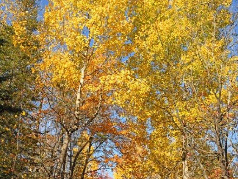 Lily, Spanky, Color, and More - UPDATE October 17, 2024