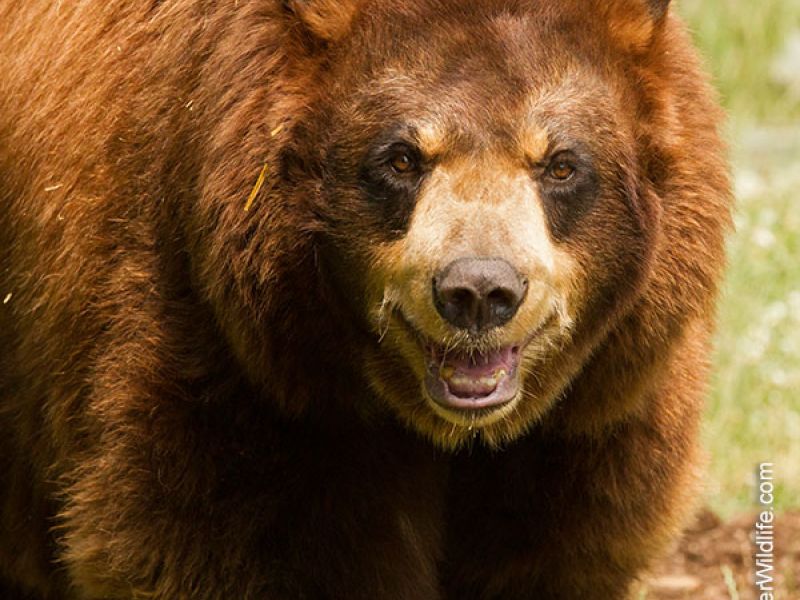 Ted, Lucky, Holly, plus Honey Remembered - UPDATE April 28, 2022