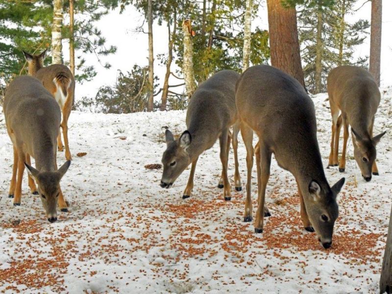 Beavers, Wildlife, and Telepathy? - UPDATE November 26, 2022