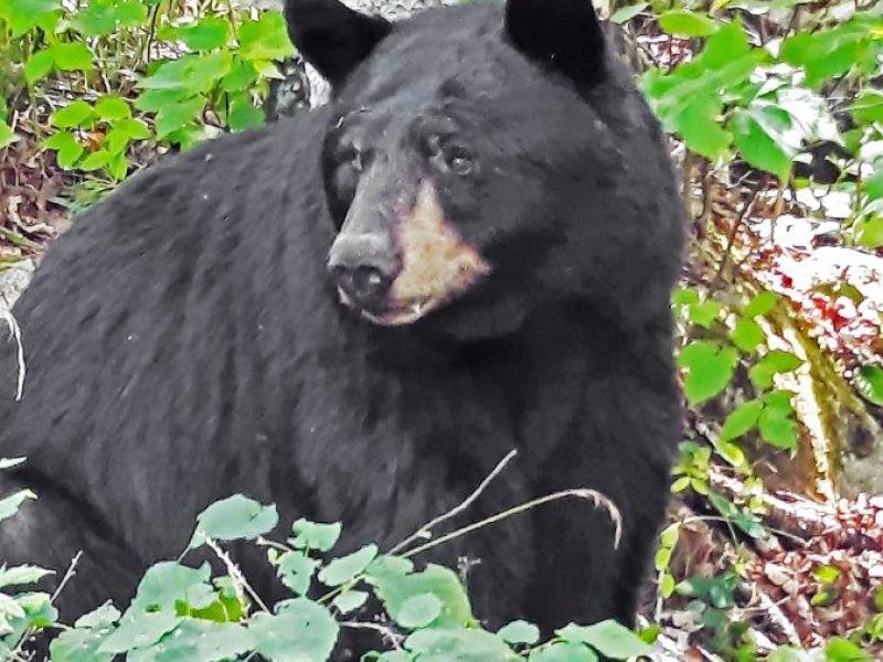 Donna Sets a Record - UPDATE July 30, 2023