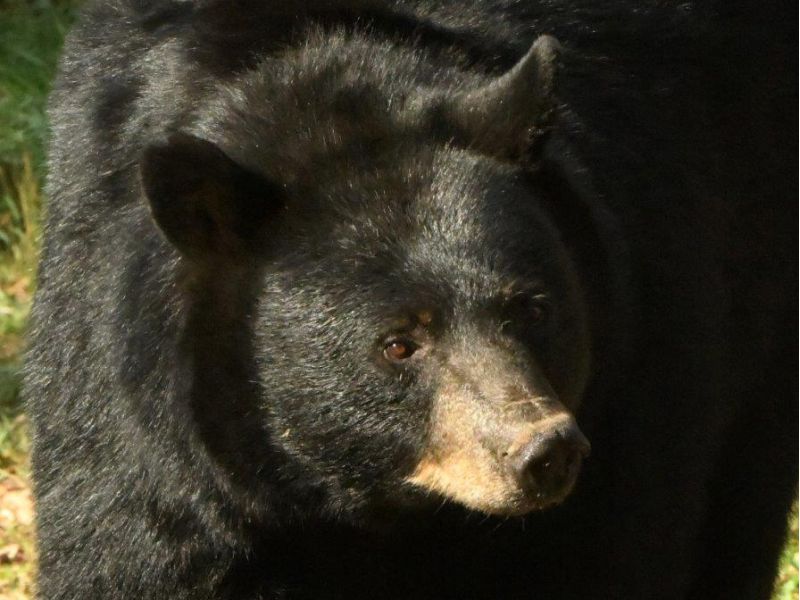 RC and Her Cub, a Thunderstorm, and More - UPDATE September 21, 2023