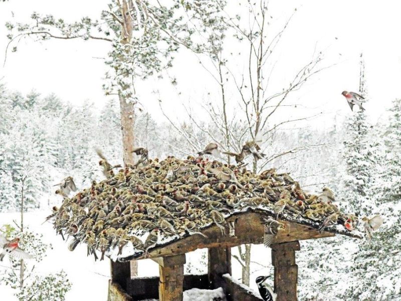 Birds All Aflutter - UPDATE March 30, 2024