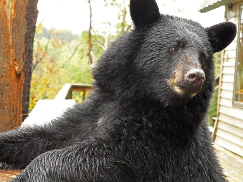 Beary Scary Wind - UPDATE September 24, 2023