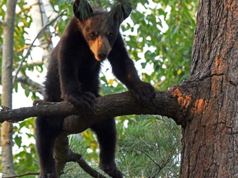 Confusing Bears - UPDATE July 10, 2021