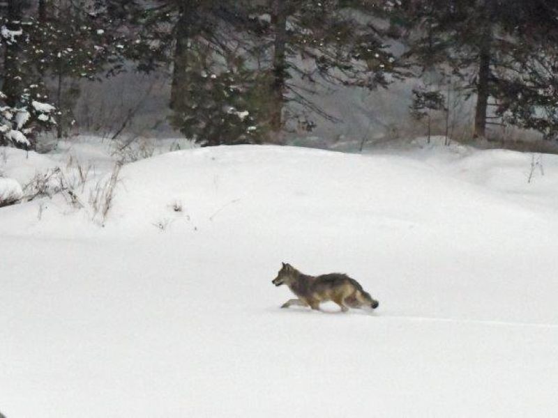 Thinking of Bears as I See Other Wildlife - UPDATE February 8, 2025