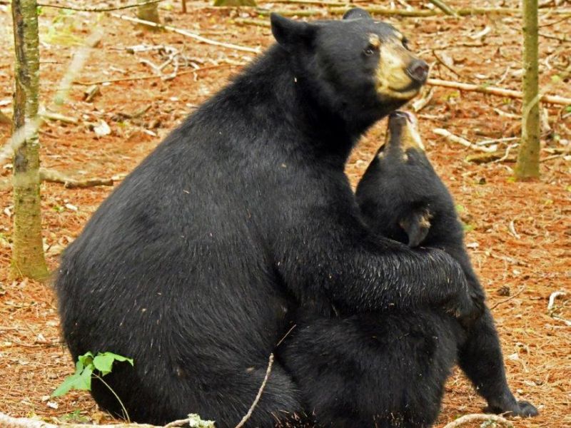 Mothers and Cubs - UPDATE August 24, 2022