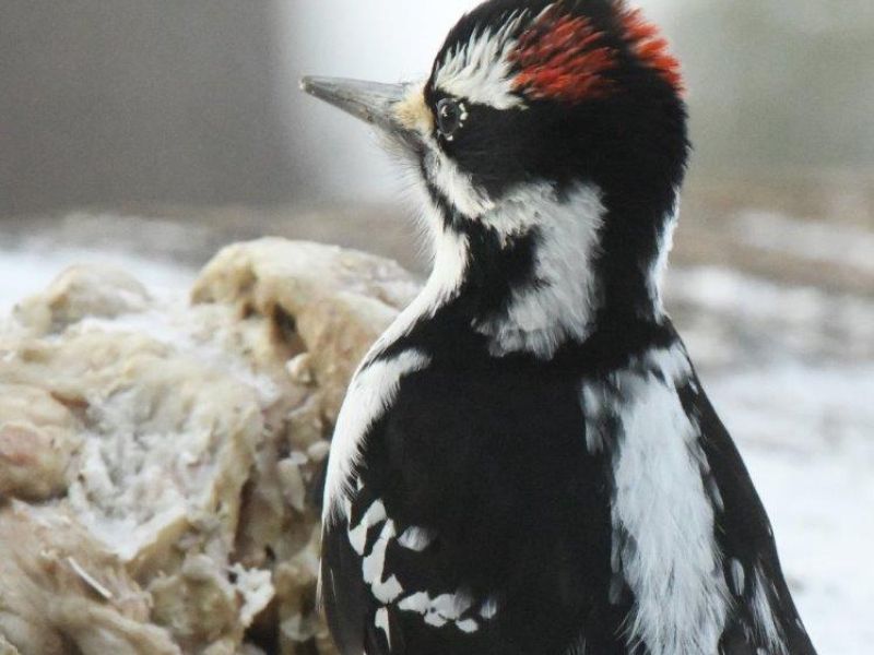 Happy New Year and Two Visitors Back - UPDATE January 3, 2025