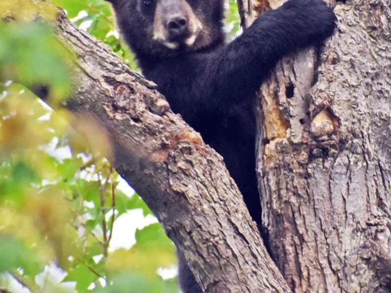 First Bear Course of 2026! - UPDATE July 8, 2026