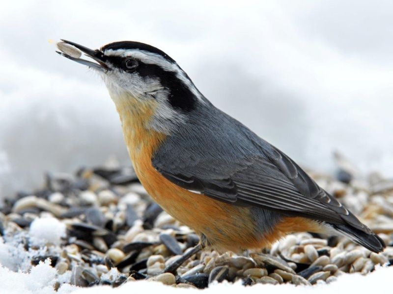 Snow, Ice, and Wildlife - UPDATE October 23, 2020