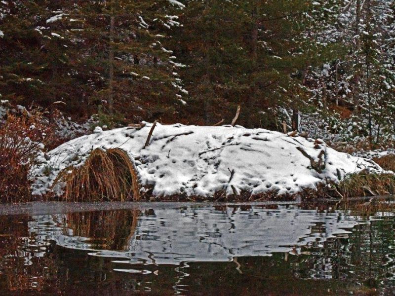 Beaver Preparations for Winter - UPDATE October 19, 2020