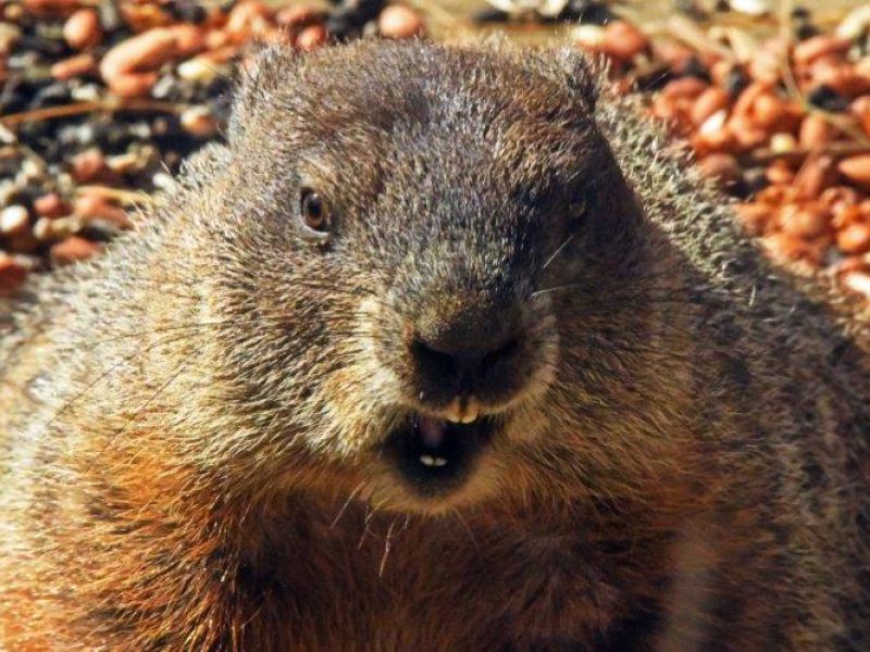 Memorial Day, Lilypad Picnic, Fire & NABC on TV, and a Hungry Woodchuck - UPDATE May 29, 2023