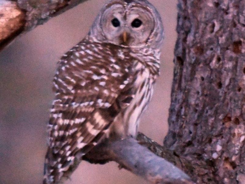 Fisher, Birds, but No Bears Yet - UPDATE February 28, 2025