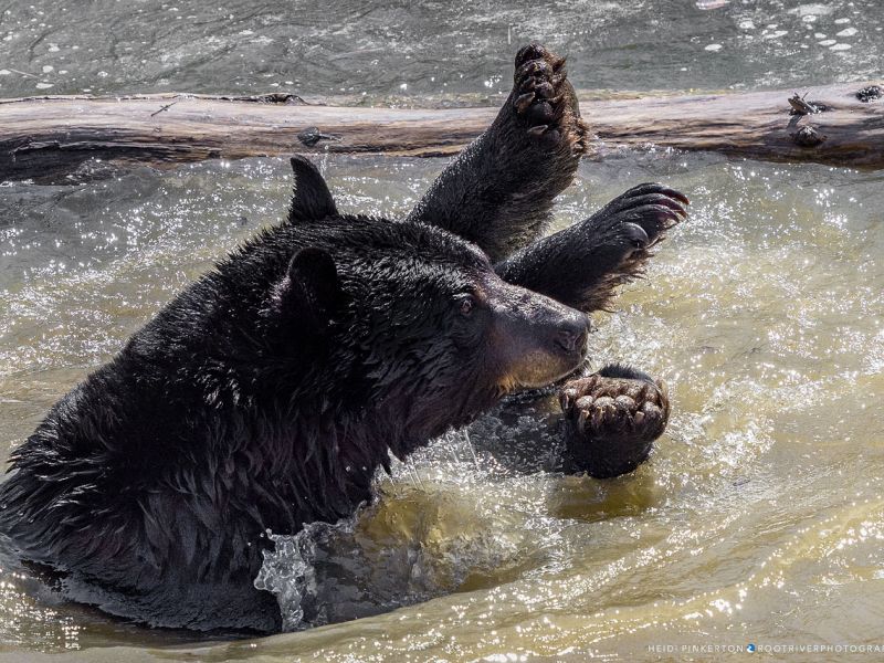 Moe is Back - UPDATE June 17, 2023