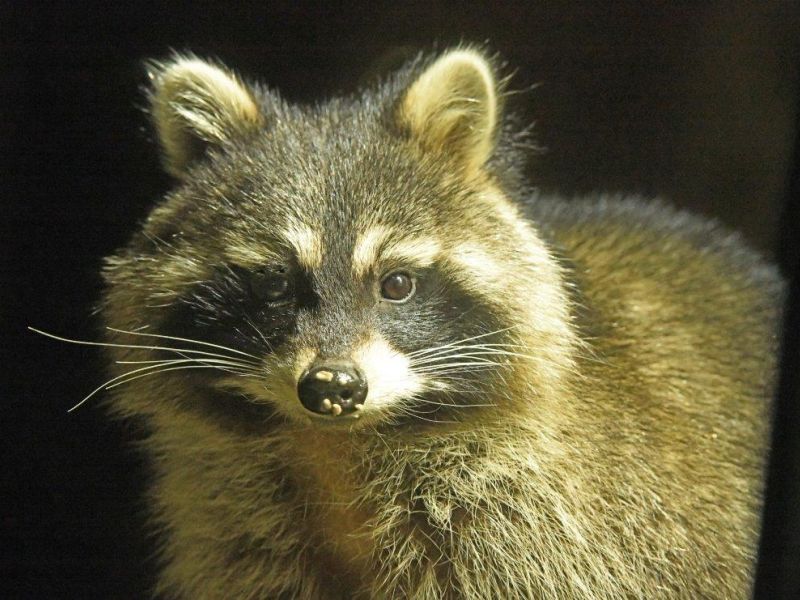 Might They Like Eggs? - UPDATE February 26, 2024