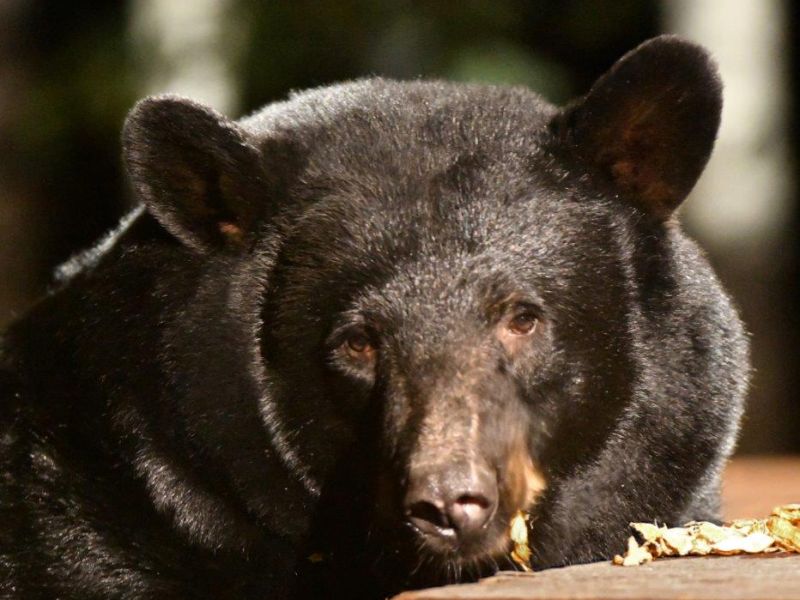 Last Visit of the Year? - UPDATE October 15, 2020