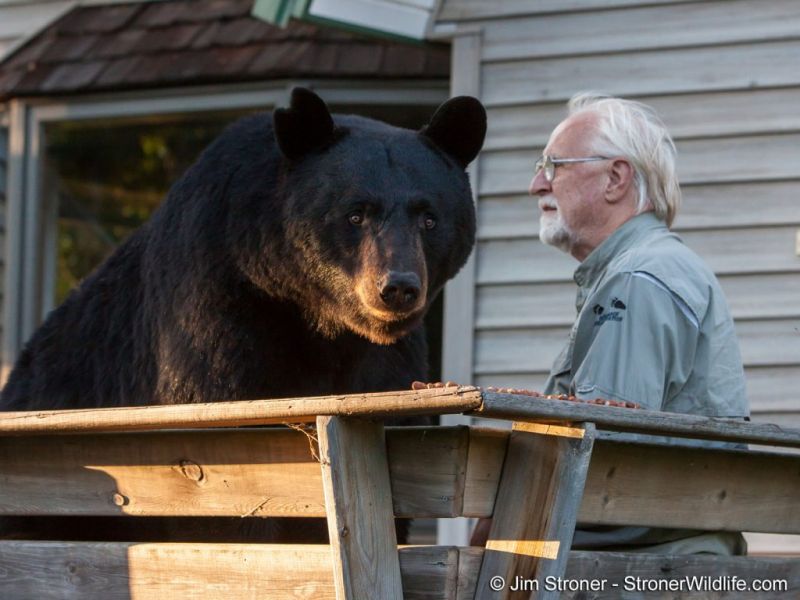 Bear talk with Gay Bradshaw - UPDATE October 4, 2024