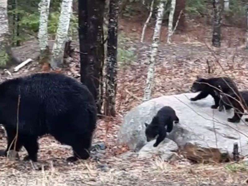 Spring has Sprung and Bears are Busting Out All Over! - UPDATE April 18, 2024