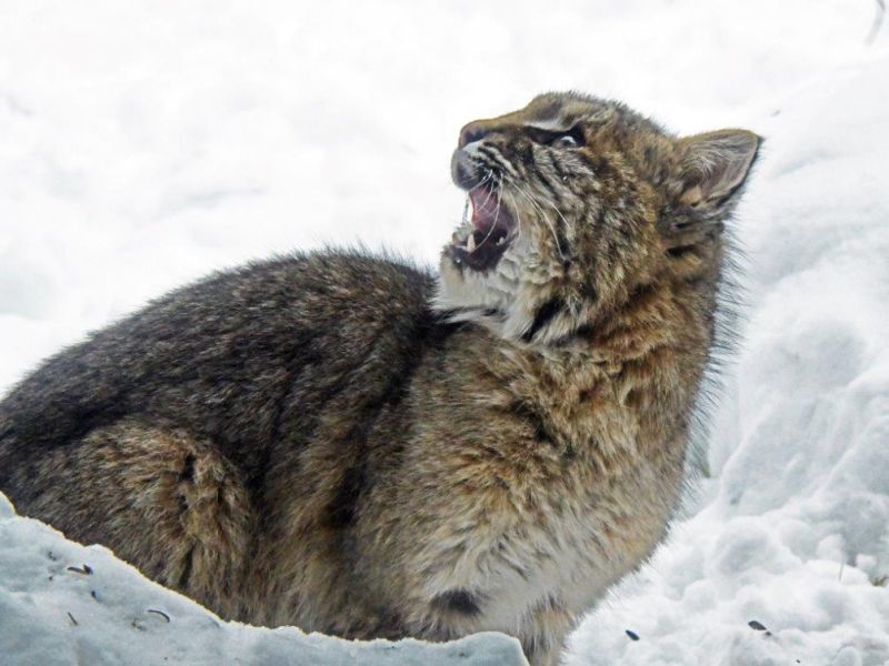 Holly Anniversary and Bobcat Settling In - UPDATE December 28, 2022