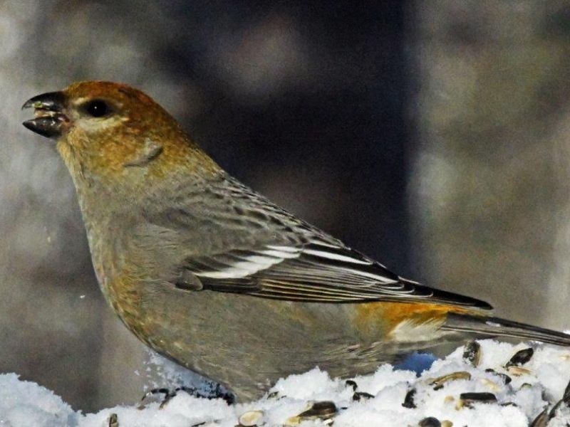 The Gray Fox Visited Plus a New Bird - UPDATE January 28, 2023