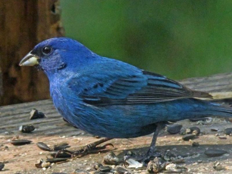 Bear Center Fencing, Mystery Bears, and More - UPDATE May 26, 2023