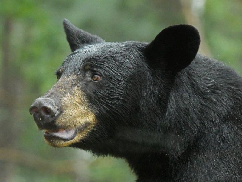 Lucy Lactating, and a New Boat - UPDATE June 14, 2023