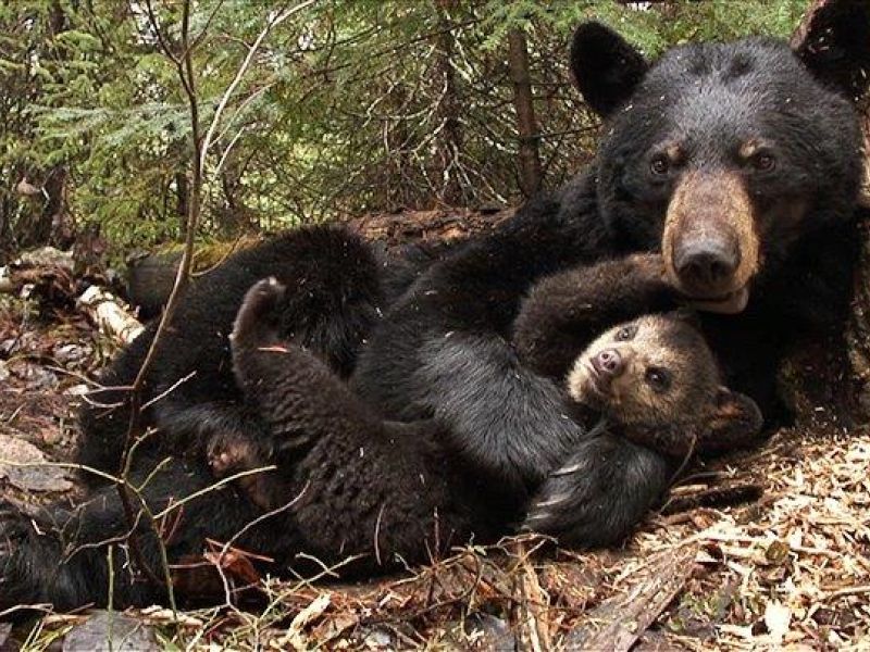 Earth Day! - UPDATE April 22, 2025