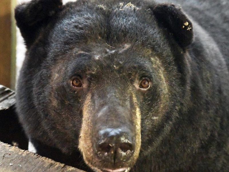 Lily’s Descendants up by Two With More in the Making - UPDATE May 31, 2023