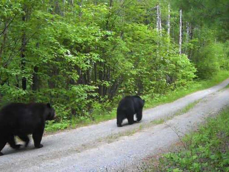 Rusty the Rover, Wings, and Chipmunks - UPDATE June 10, 2025