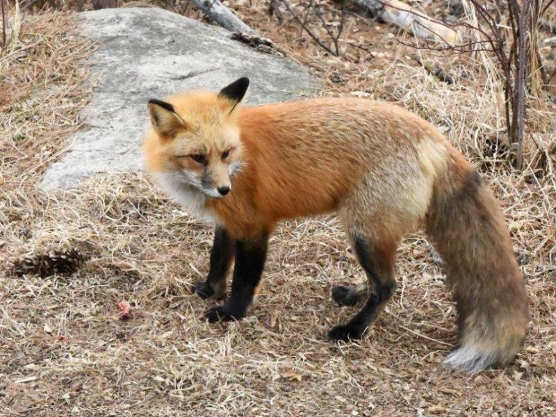 A Nice Warm Spring Day with Action - UPDATE March 13, 2024