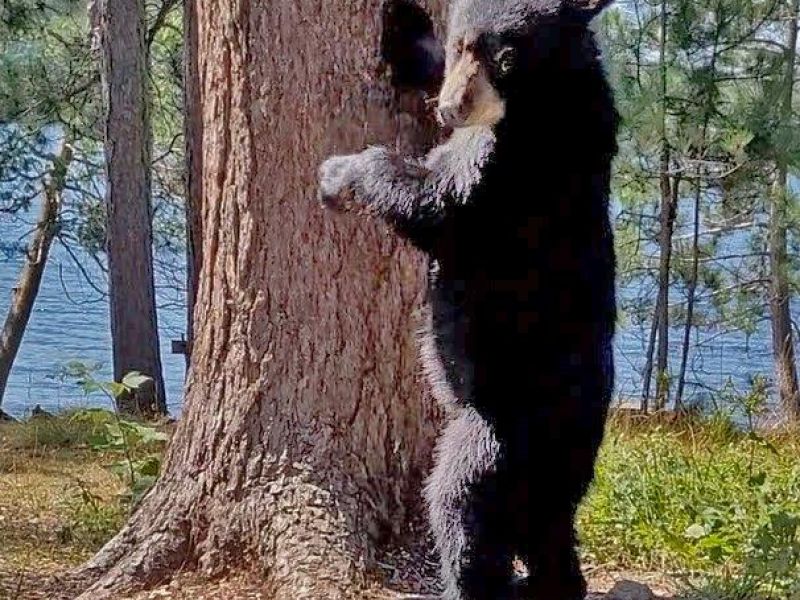 Jewel, Cubs, a Lucky Orphan, and More Luck - UPDATE June 13, 2024