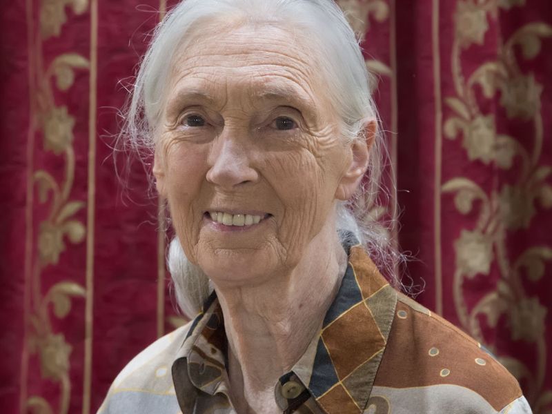 World Animal Day and Jane Goodall’s last words - UPDATE October 4, 2025