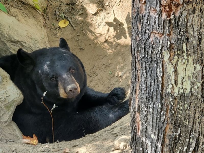 Sharon’s Bear News, Ted’s Wagon, and More - UPDATE October 5, 2020