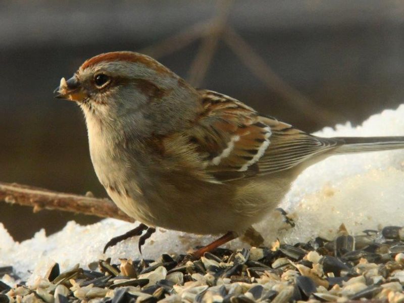 Holly, Red Fox, and Raccoons - UPDATE April 23, 2023