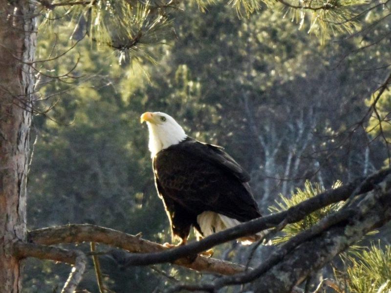 World Bear Day, Our National Bird, and More - UPDATE March 23, 2024