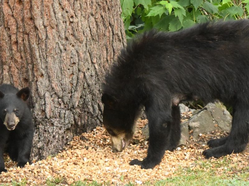 Helping Hungry Mothers and Cubs Survive the Berry Crop Failure - UPDATE July 27, 2026
