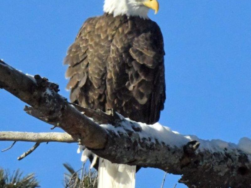 Blue Sky, Big Birds - UPDATE December 20, 2024