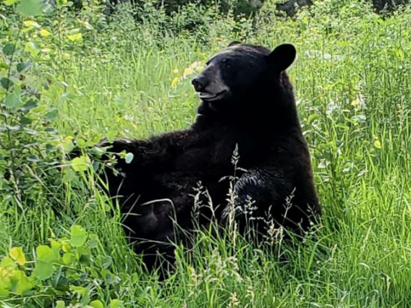 Summer Bears, Two Losses and Sharon’s Bear News - UPDATE June 21, 2021