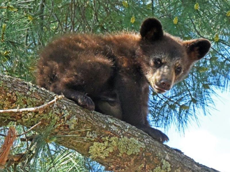 Youthful Bear Play - UPDATE June 4, 2021