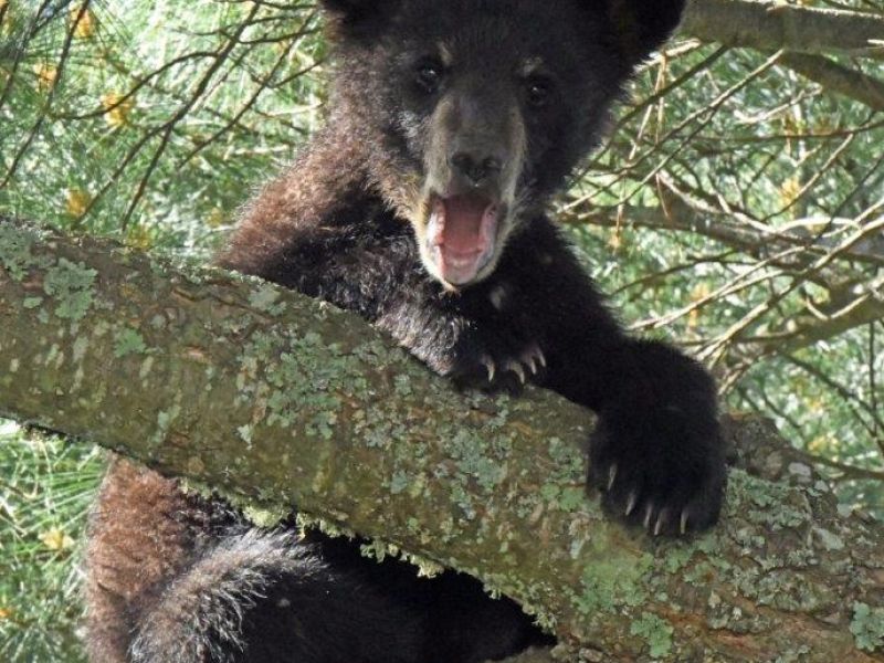 Sharon’s Bear News, Valentine, and Chloe - UPDATE June 13, 2021