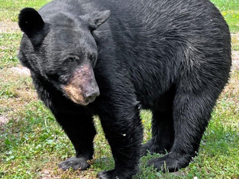 Mothers, Cubs, and More - UPDATE August 6, 2023