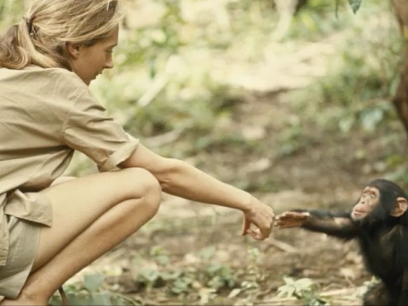 An Amazing Tribute to Jane Goodall - UPDATE October 14, 2025