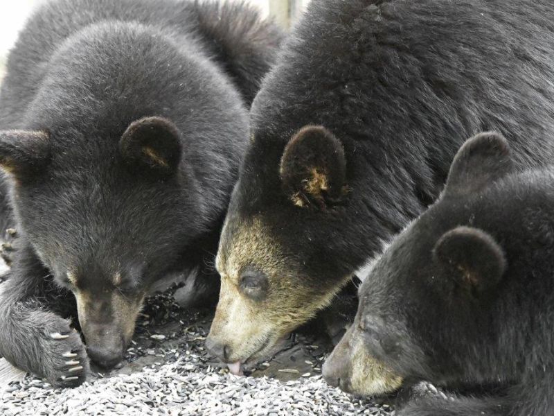 Memorial Day, Thankfulness, and Bears - UPDATE May 27, 2024