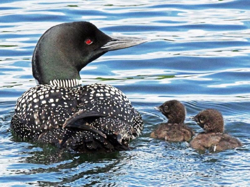 First Loon Chicks, Four Amigos - UPDATE July 26, 2022