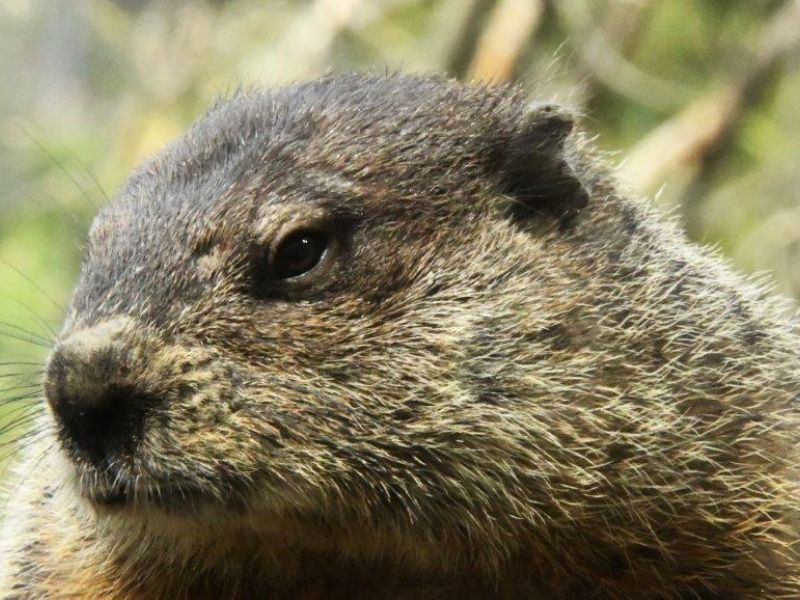 Myra, NABC, Adam, Spring is Springing - UPDATE May 6, 2023