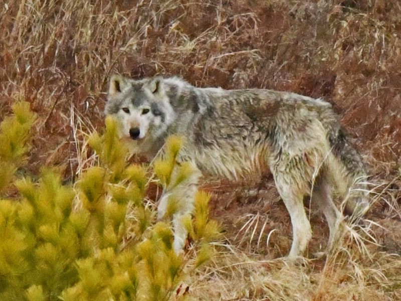 Intriguing Wildlife and Distracting Health - UPDATE May 14, 2026