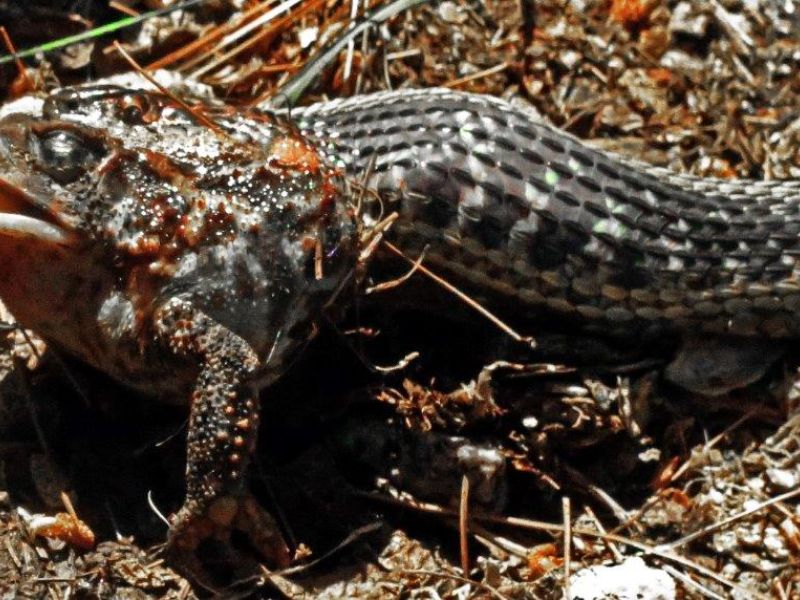 Toads and Snakes - UPDATE June 23, 2021