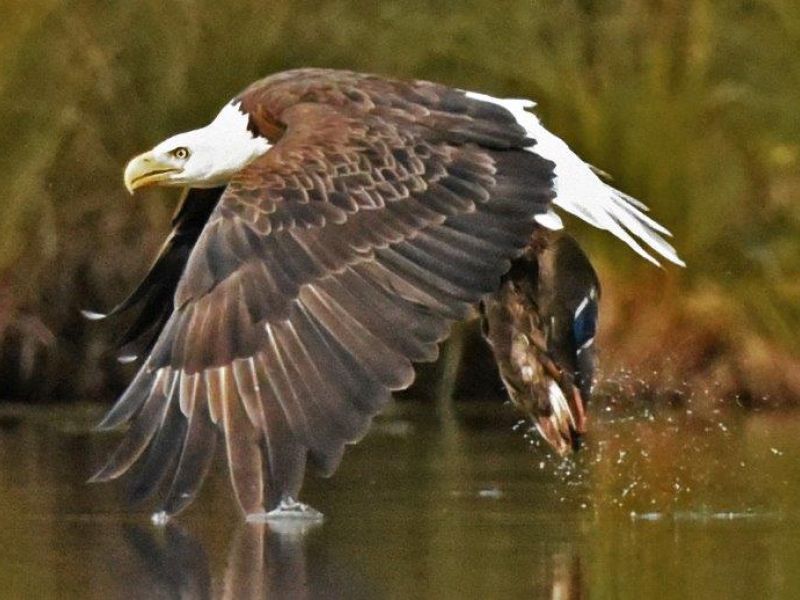 A Wolf, an Eagle, and show-stealing Mallards - UPDATE April 8, 2024