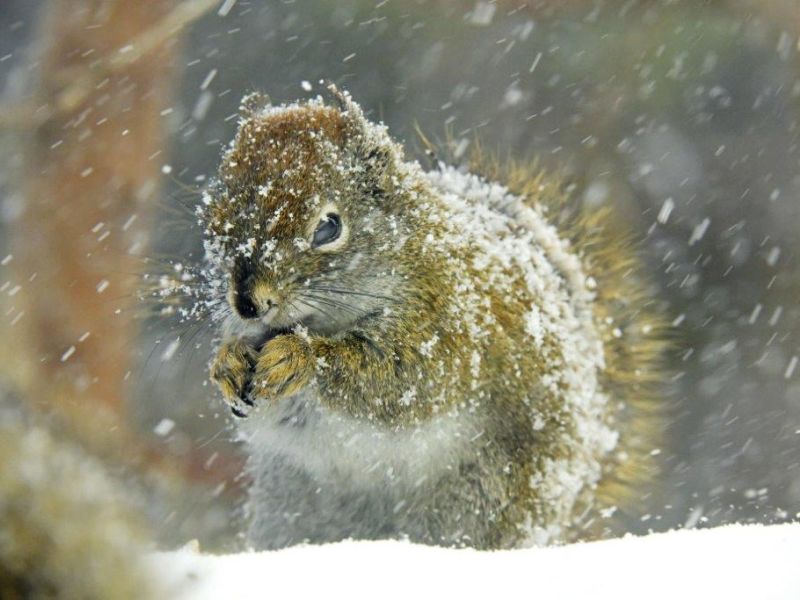 A Mistaken Migrant, a Blizzard, and a Memorable Moment - UPDATE April 4, 2023