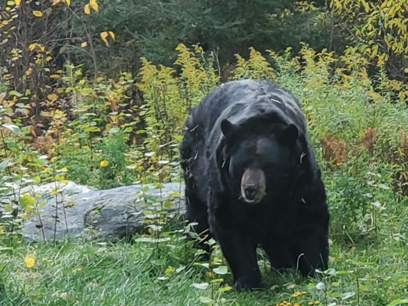 Bear News from Sharon Herrell - - UPDATE October 11, 2020